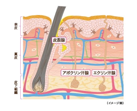 【お悩み】頭皮や髪のベタつき